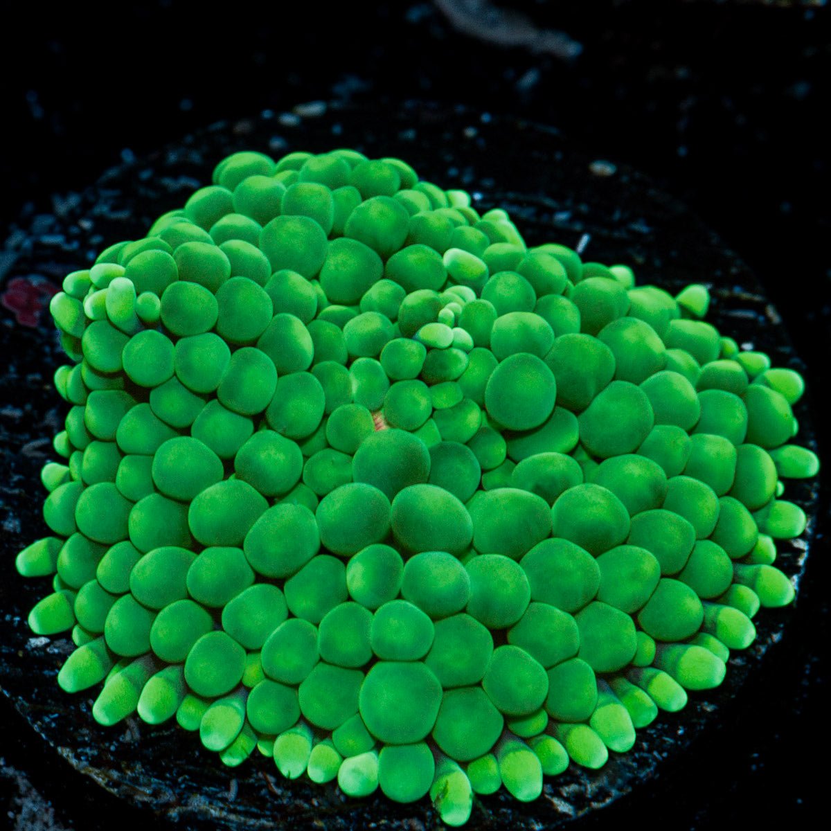 Green Ricordea Mushroom Coral with mushroom disc in reef aquarium