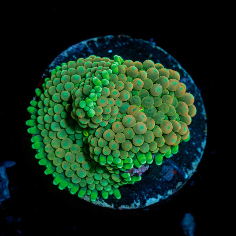 Green Ricordea mushroom coral with mushroom disc in reef aquarium