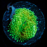 Green Ricordea Mushroom Coral with mushroom disc in reef aquarium