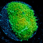 Green Ricordea Mushroom Coral with mushroom disc in reef aquarium