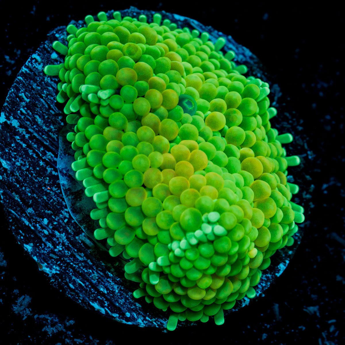 Green Ricordea Mushroom Coral with mushroom disc in reef aquarium