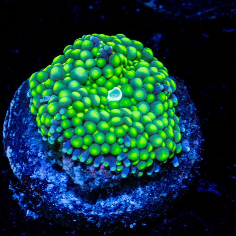 Green Ricordea Mushroom Coral with mushroom disc in reef aquarium