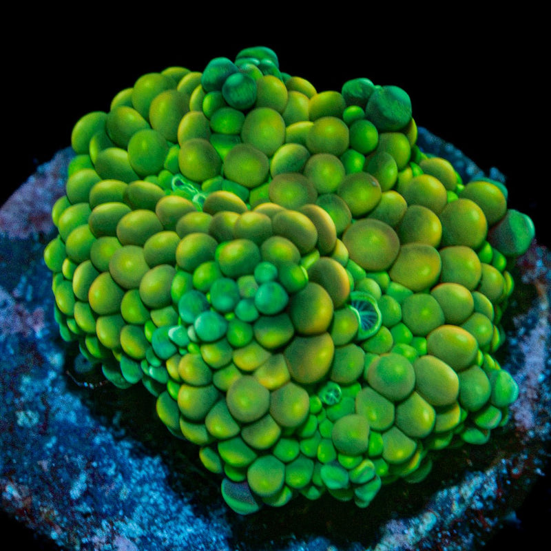 Green Ricordea Mushroom Coral with mushroom disc in reef aquarium