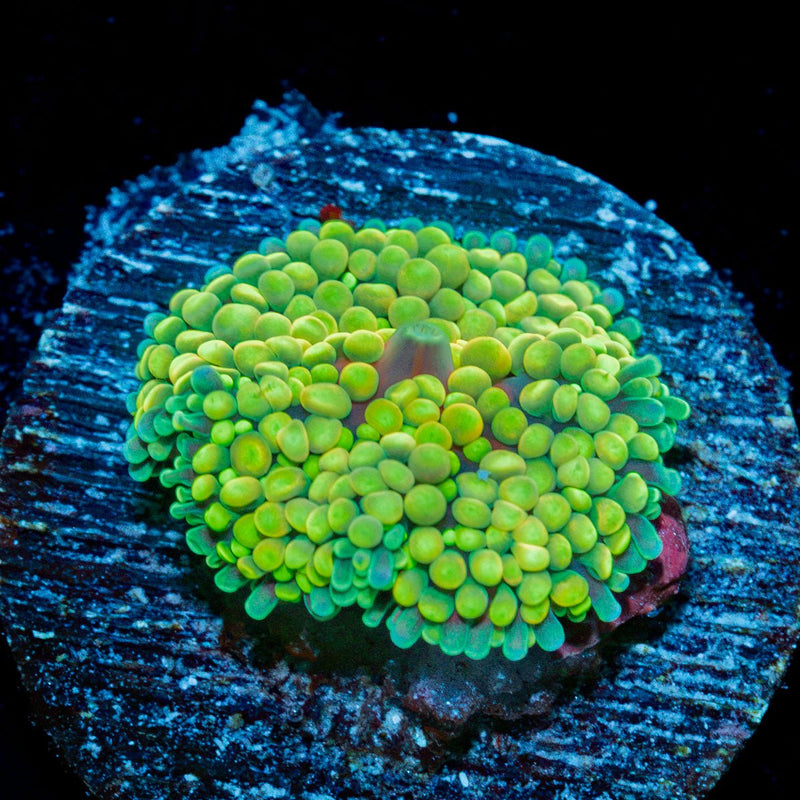 Green Ricordea Mushroom Coral with mushroom disc in reef aquarium