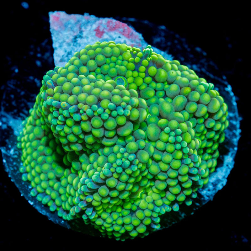 Green Ricordea Mushroom Coral with mushroom disc in reef aquarium