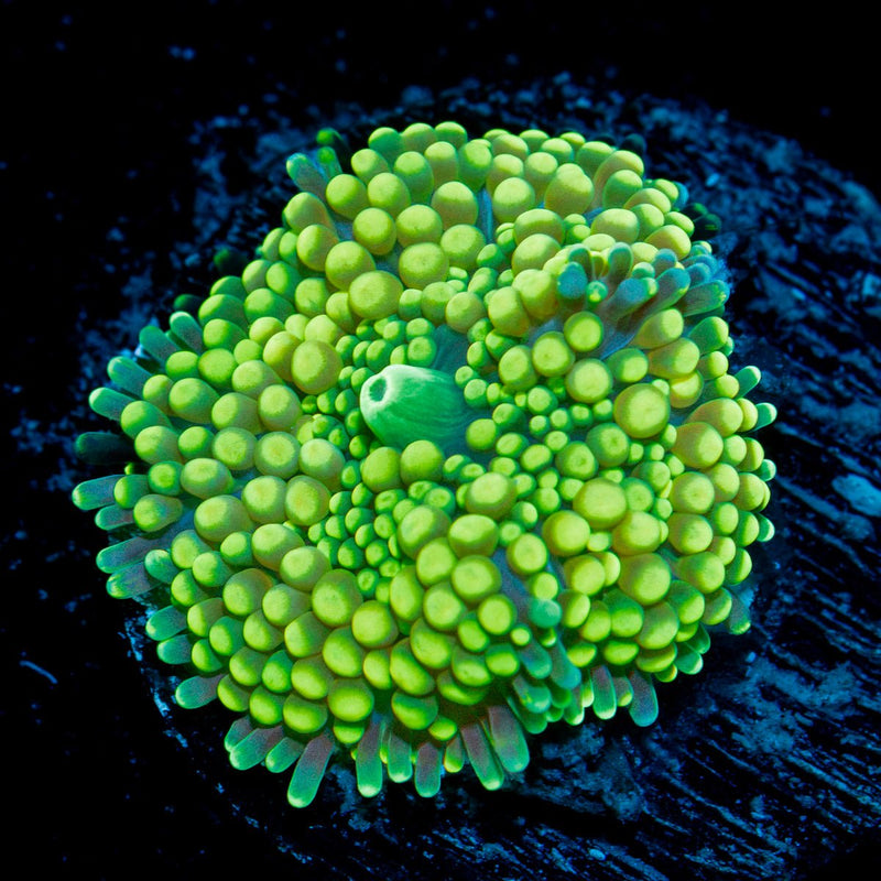 Green Ricordea Mushroom Coral with mushroom disc in reef aquarium