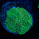Green Ricordea Mushroom Coral with mushroom disc in reef aquarium
