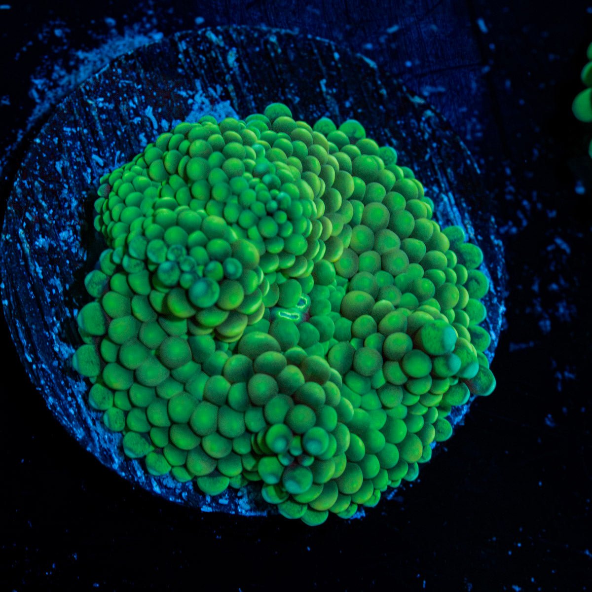 Green Ricordea Mushroom Coral with mushroom disc in reef aquarium