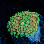 Green Ricordea Mushroom Coral with mushroom disc in reef aquarium