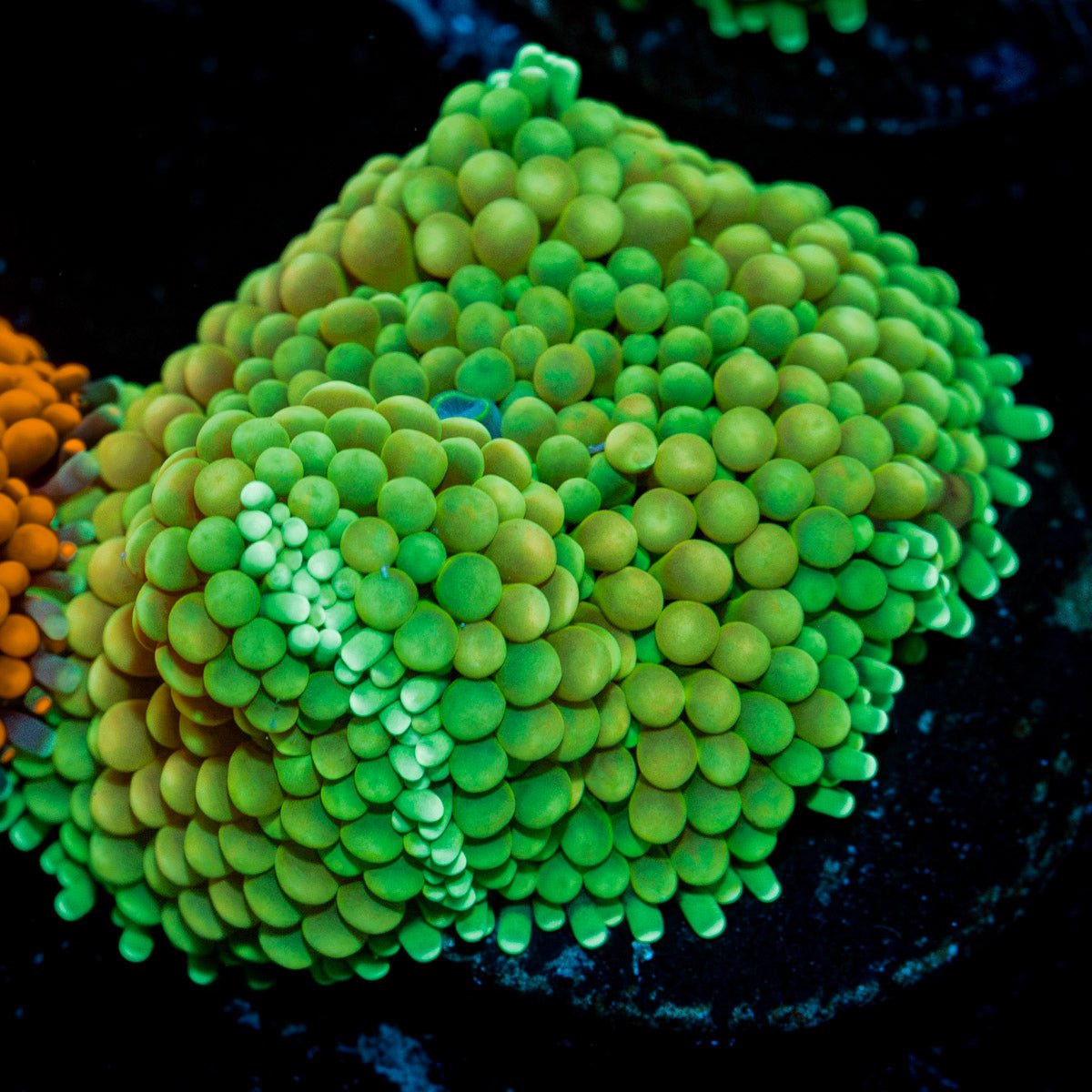 Green Ricordea Mushroom Coral with mushroom disc in reef aquarium