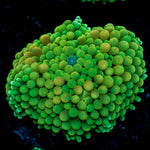 Green Ricordea Mushroom Coral with mushroom disc in reef aquarium