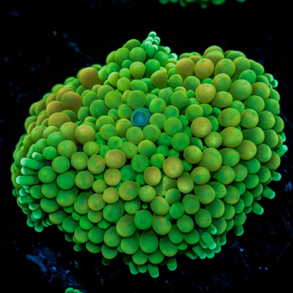Green Ricordea Mushroom Coral with mushroom disc in reef aquarium