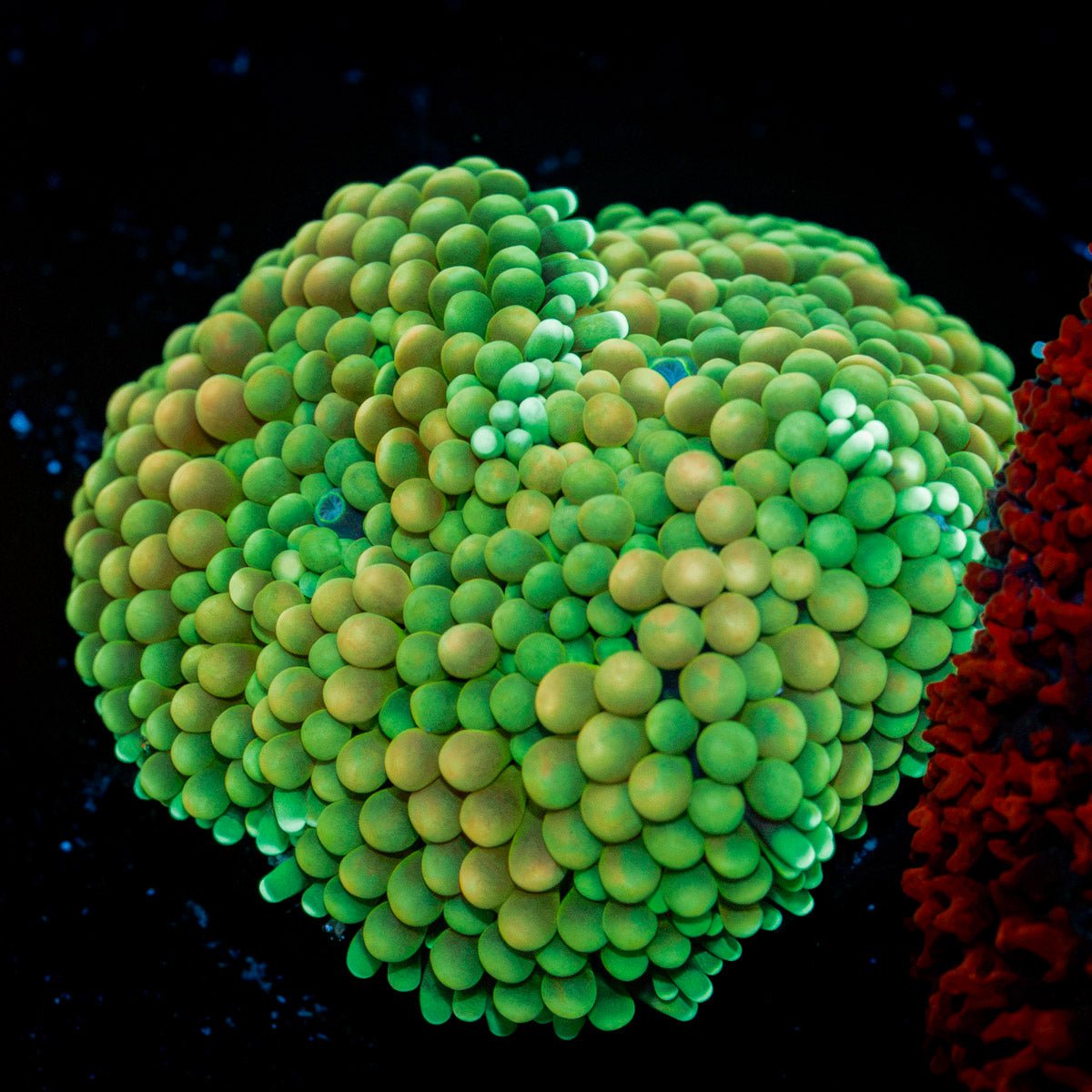 Green Ricordea Mushroom Coral with mushroom disc in reef aquarium