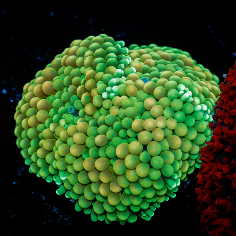 Green Ricordea Mushroom Coral with mushroom disc in reef aquarium