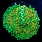 Green Ricordea Mushroom Coral with mushroom disc in reef aquarium