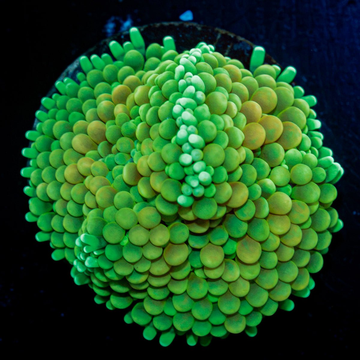 Green Ricordea Mushroom Coral with mushroom disc in reef aquarium
