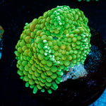 Green Ricordea Mushroom Coral with mushroom disc in reef aquarium