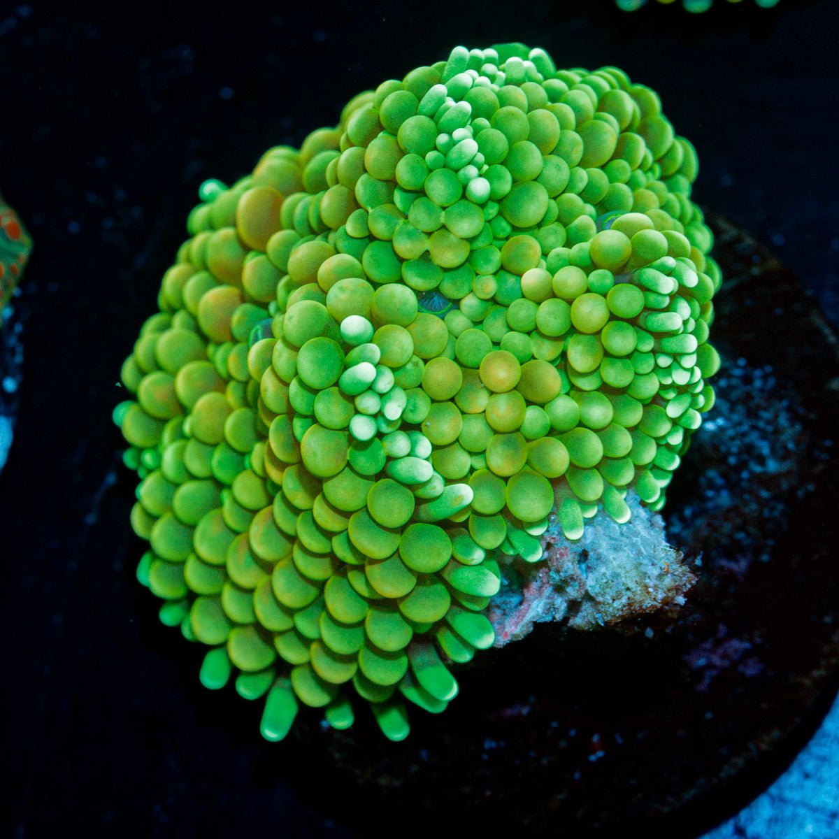 Green Ricordea Mushroom Coral with mushroom disc in reef aquarium
