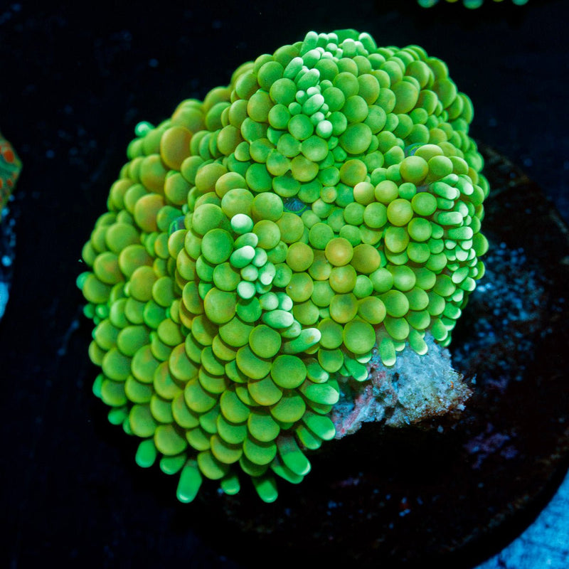 Green Ricordea Mushroom Coral with mushroom disc in reef aquarium