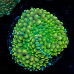 Green Ricordea Mushroom Coral with mushroom disc in reef aquarium