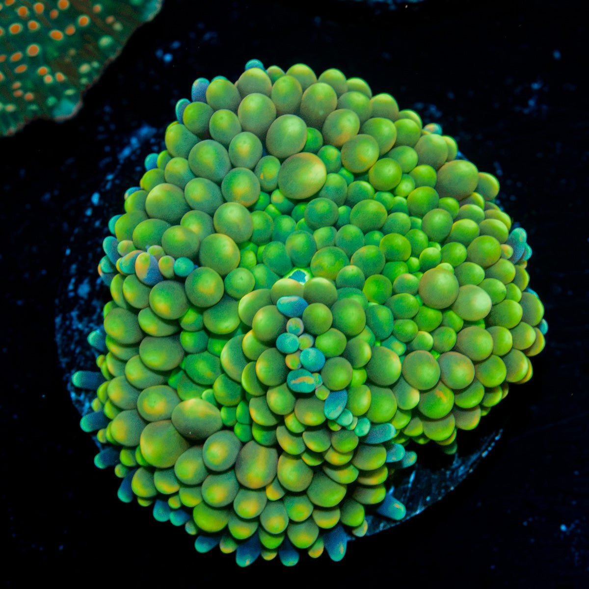 Green Ricordea Mushroom Coral with mushroom disc in reef aquarium