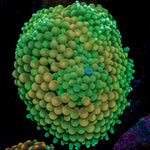 Green Ricordea Mushroom Coral with mushroom disc in reef aquarium