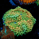 Green Ricordea Mushroom Coral with mushroom disc in reef aquarium