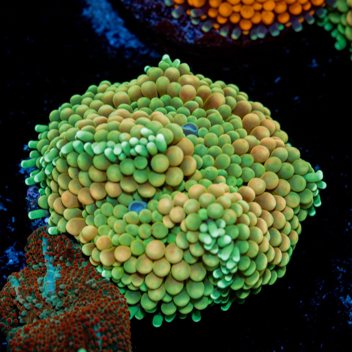 Green Ricordea Mushroom Coral with mushroom disc in reef aquarium