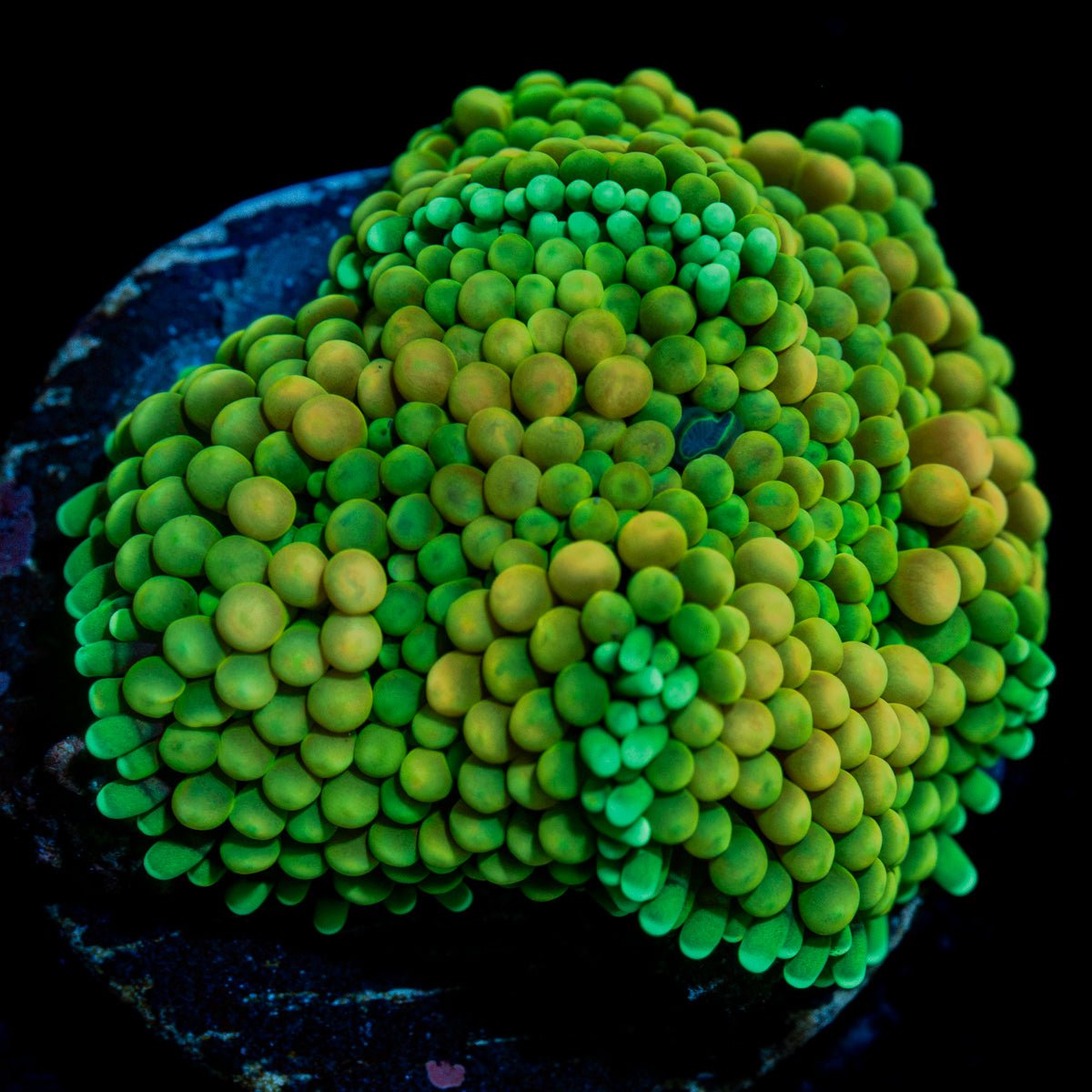 Green Ricordea Mushroom Coral with mushroom disc in reef aquarium