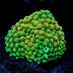 Green Ricordea Mushroom Coral with mushroom disc in reef aquarium