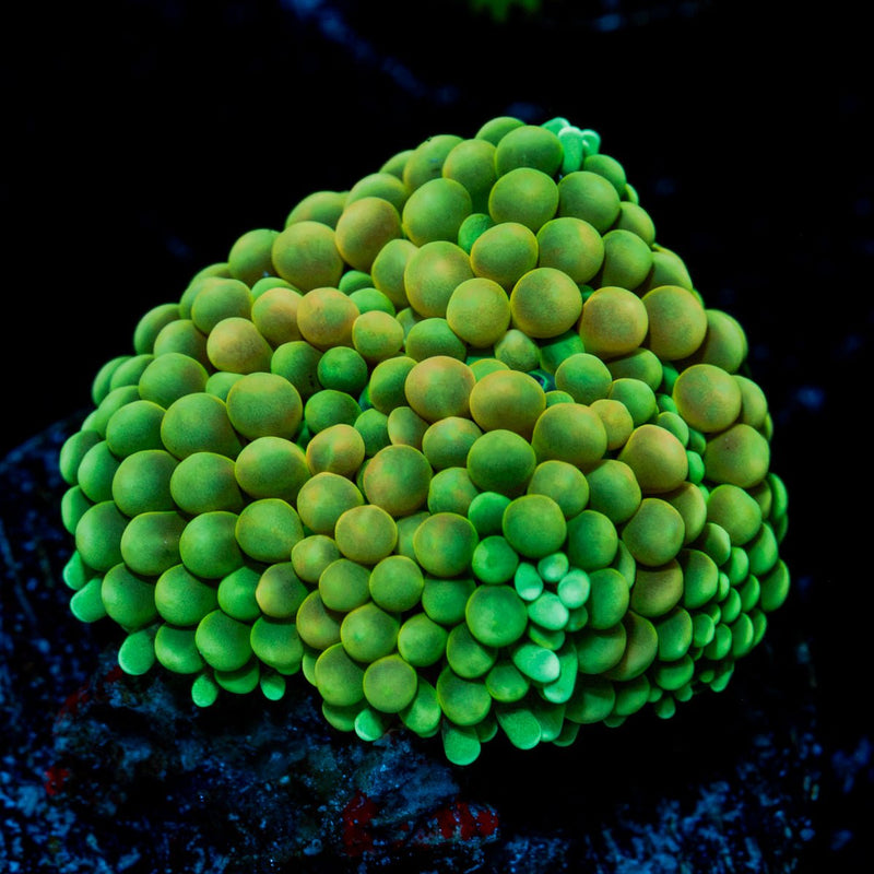 Green Ricordea Mushroom Coral with mushroom disc in reef aquarium