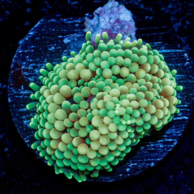 Green Ricordea Mushroom Coral with mushroom disc in reef aquarium