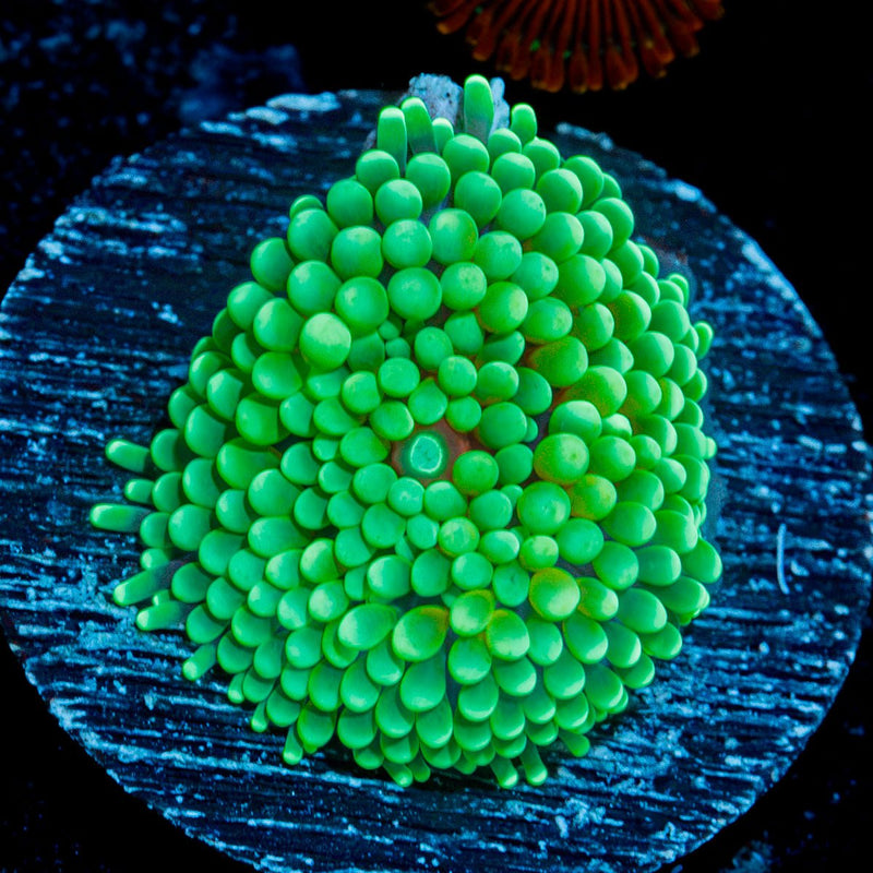 Green Ricordea Mushroom Coral with mushroom disc in reef aquarium