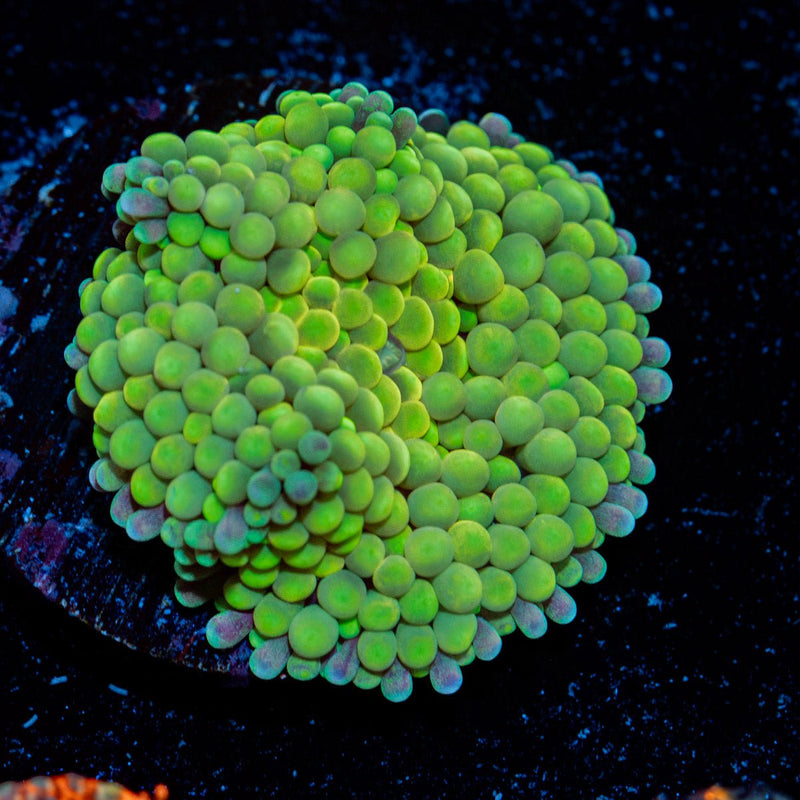 Green Ricordea Mushroom Coral with mushroom disc in reef aquarium