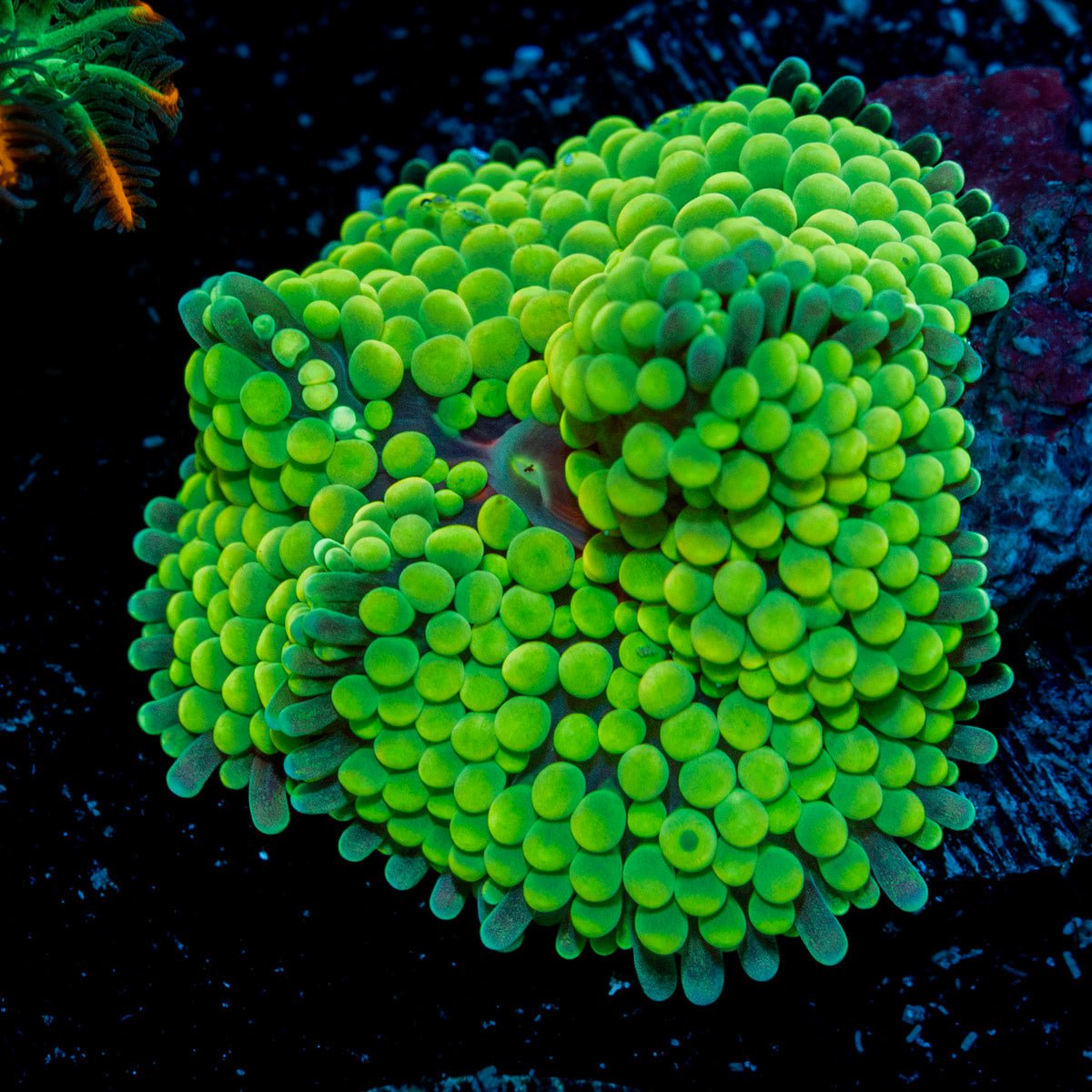 Green Ricordea Mushroom Coral with mushroom disc in reef aquarium