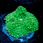 Green Ricordea Mushroom Coral with mushroom disc in reef aquarium