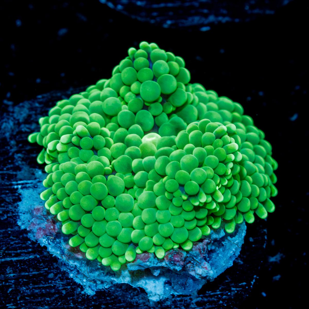 Green Ricordea Mushroom Coral with mushroom disc in reef aquarium