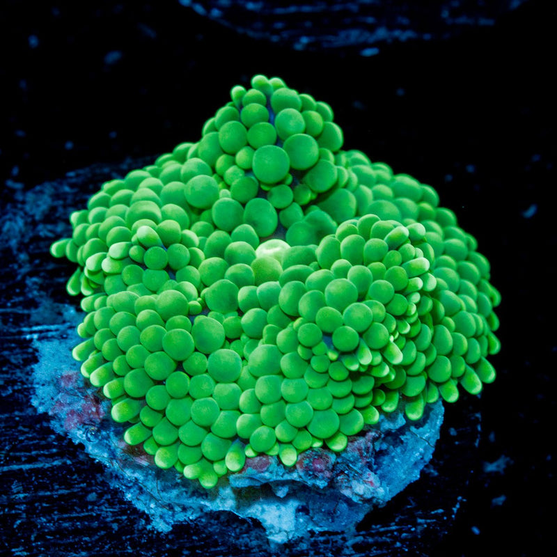 Green Ricordea Mushroom Coral with mushroom disc in reef aquarium