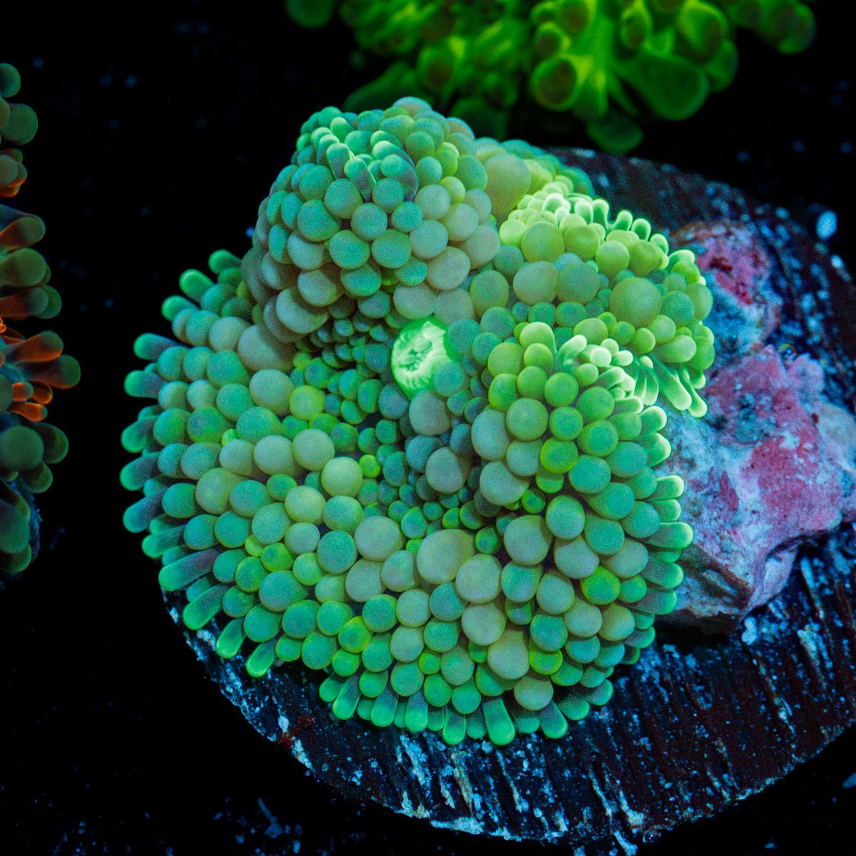Green Ricordea Mushroom Coral with mushroom disc in reef aquarium