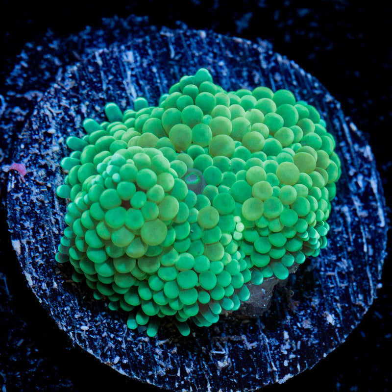 Green Ricordea Mushroom Coral with mushroom disc in reef aquarium