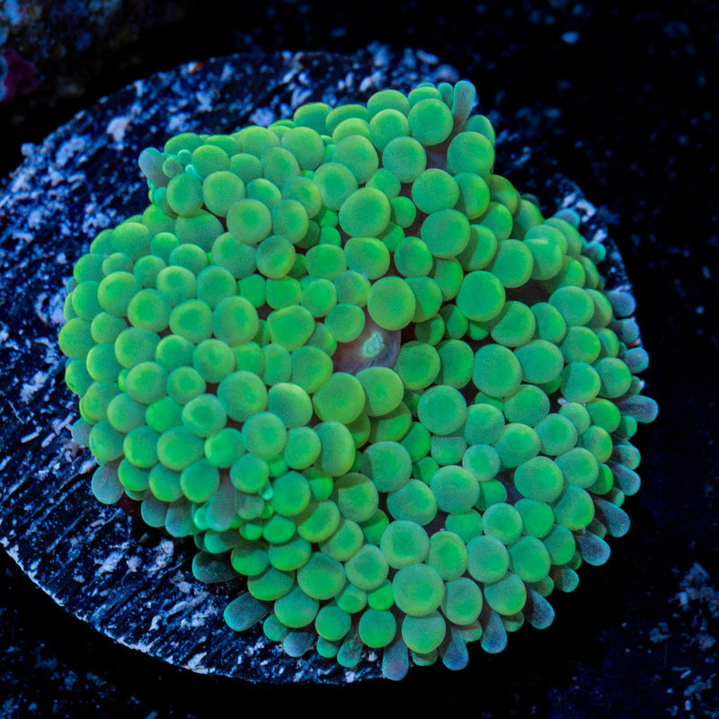 Green Ricordea Mushroom Coral with mushroom disc in reef aquarium