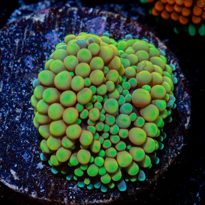 Green Ricordea Mushroom Coral with mushroom disc in reef aquarium