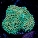 Green Ricordea Mushroom Coral with mushroom disc in reef aquarium