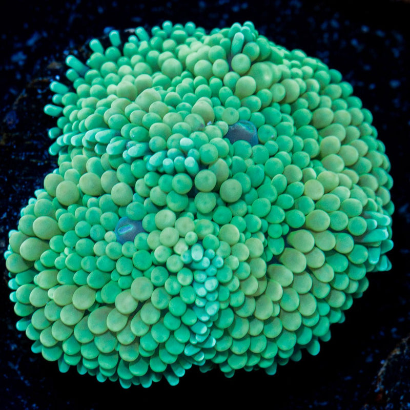 Green Ricordea Mushroom Coral with mushroom disc in reef aquarium