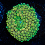 Green Ricordea Mushroom Coral with mushroom disc in reef aquarium