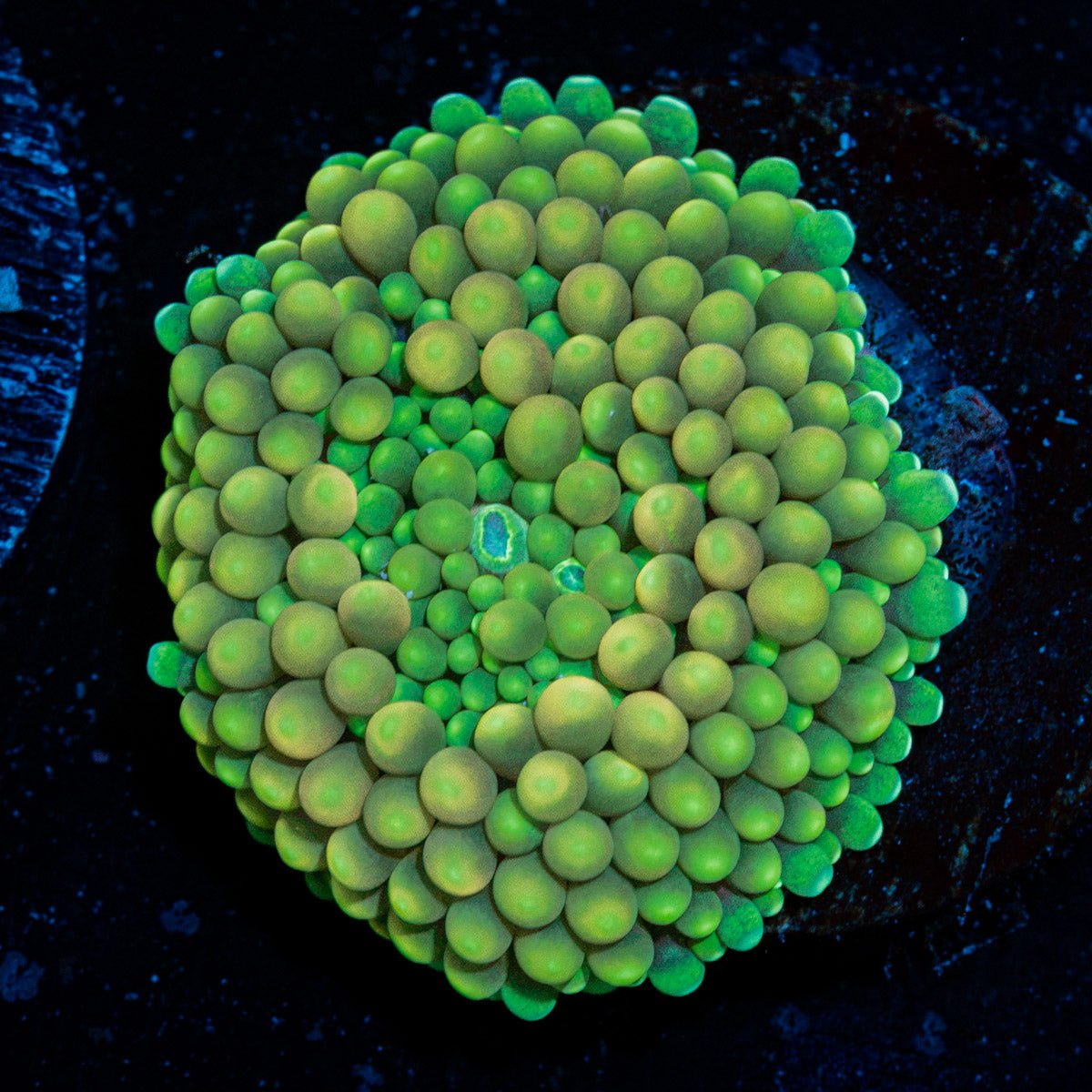 Green Ricordea Mushroom Coral with mushroom disc in reef aquarium