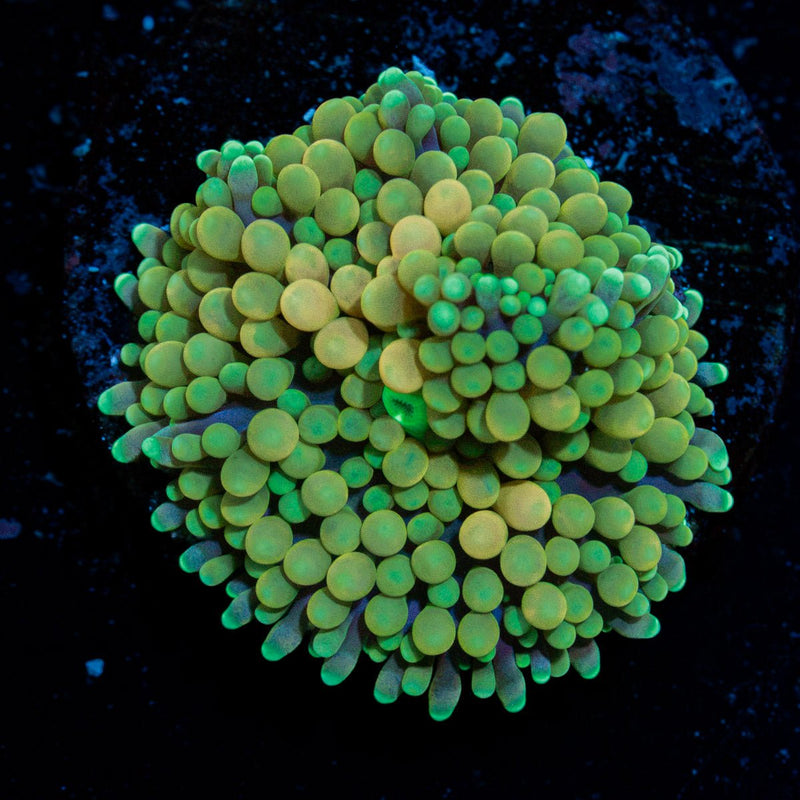 Green Ricordea Mushroom Coral with mushroom disc in reef aquarium