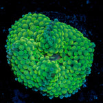 Green Ricordea Mushroom Coral with mushroom disc in reef aquarium