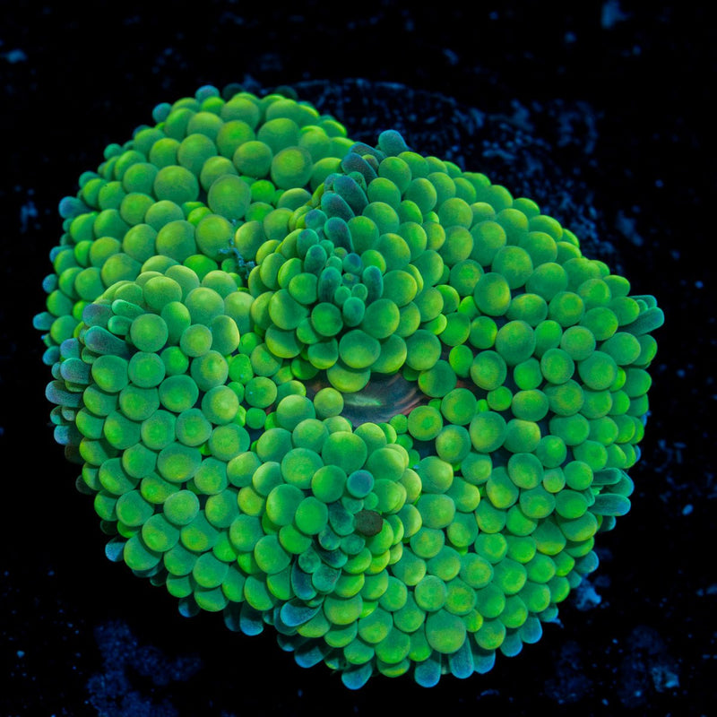 Green Ricordea Mushroom Coral with mushroom disc in reef aquarium