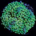 Green Ricordea Mushroom Coral with mushroom disc in reef aquarium